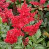 Astilbe Rouge