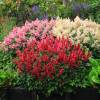 Astilbe Rouge