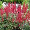 Astilbe Rouge