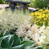 Astilbe Blanche