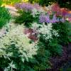 Astilbe Blanche