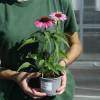 Echinac�e rose