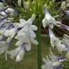 Agapanthe 'Enigma'