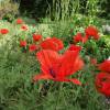 Pavot d'Orient rouge, Coquelicot gant rouge