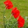 Pavot d'Orient rouge, Coquelicot gant rouge