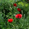 Pavot d'Orient rouge, Coquelicot gant rouge