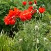 Pavot d'Orient rouge, Coquelicot gant rouge