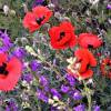 Pavot d'Orient rouge, Coquelicot gant rouge