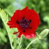 Pavot d'Orient rouge, Coquelicot gant rouge