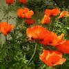 Pavot d'Orient orange, Coquelicot gant orange