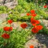 Pavot d'Orient orange, Coquelicot gant orange