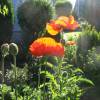 Pavot d'Orient orange, Coquelicot gant orange