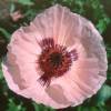 Pavot d'Orient rose, Coquelicot gant rose