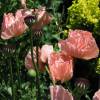 Pavot d'Orient rose, Coquelicot gant rose