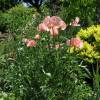 Pavot d'Orient rose, Coquelicot gant rose