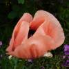 Pavot d'Orient rose, Coquelicot gant rose