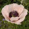 Pavot d'Orient rose, Coquelicot gant rose