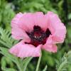 Pavot d'Orient rose, Coquelicot gant rose