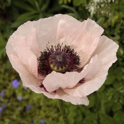 Pavot d'Orient rose, Coquelicot géant rose : vente Pavot d'Orient rose,  Coquelicot géant rose / Papaver orientale rosea