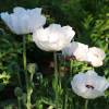 Pavot d'Orient blanc, Coquelicot gant blanc