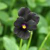 Violette noire 'Molly Sanderson'