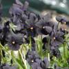 Violette noire 'Molly Sanderson'