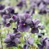 Violette noire 'Molly Sanderson'