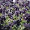 Violette noire 'Molly Sanderson'