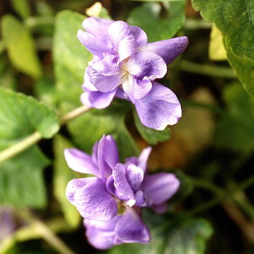 Violette odorante 'Parme de Toulouse' : vente Violette odorante 'Parme de  Toulouse' / Viola odorata Parme de Toulouse