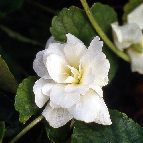 Violette odorante blanche : vente Violette odorante blanche / Viola odorata  alba