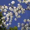 Arbre aux clochettes d'argent