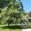 Arbre aux clochettes d'argent