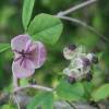 Akbie  cinq feuilles, Akebia