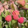 Cornouiller du Japon  fleurs roses