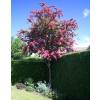 Aubpine  fleurs rouges 'Paul's Scarlet'