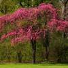 Aub�pine � fleurs rouges 'Paul's Scarlet'