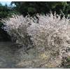 Cerisier à fleurs nain 'Kojo No Mai'