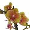 Orchide papillon Orange, Phalaenopsis