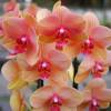 Orchidée papillon Orange, Phalaenopsis