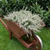Bruy�re d'hiver blanche
