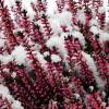 Bruyre d'hiver rouge