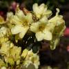 Rhododendron jaune 'Goldkrone'