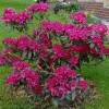 Rhododendron rose 'Nova Zembla'