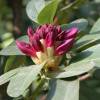 Rhododendron rose 'Nova Zembla'