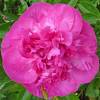 Pivoine 'Felix Crousse'