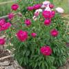 Pivoine 'Felix Crousse'