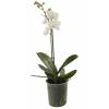 Orchide papillon Blanche, Phalaenopsis