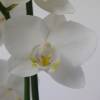 Orchide papillon Blanche, Phalaenopsis