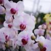 Orchide papillon Blanche, Phalaenopsis