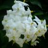 Morelle faux jasmin à fleurs blanches